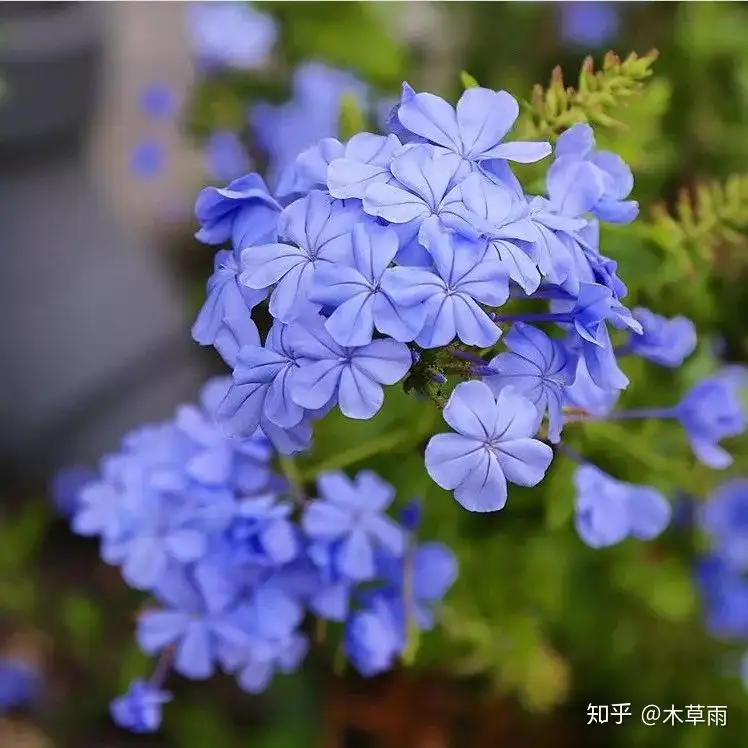 What 我们熟知的 蓝雪花 并不是蓝雪花本花丨夏天养什么花 蓝色系了解一下 知乎