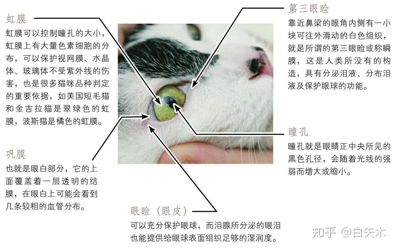 猫的身体构造 知乎