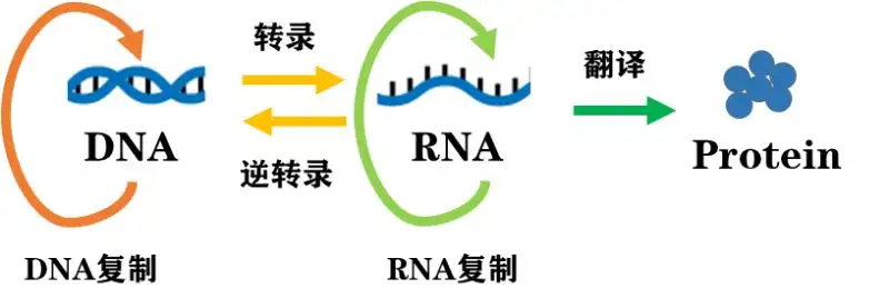 细胞生物学原创系列四】荧光素酶报告实验- 知乎