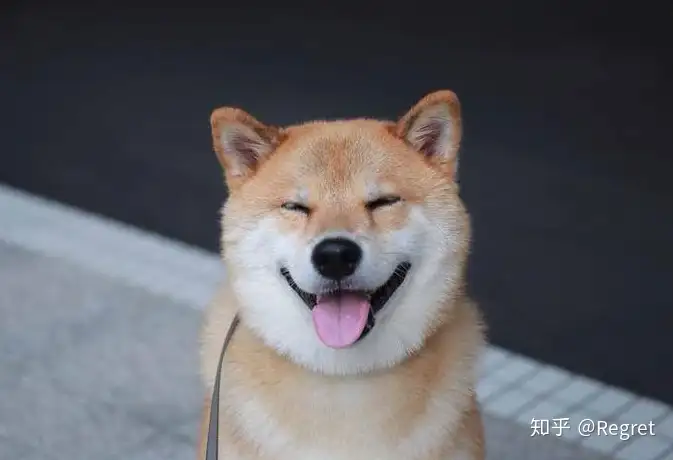 柴犬的寿命有多长 知乎 柴犬的寿命有多长 知乎