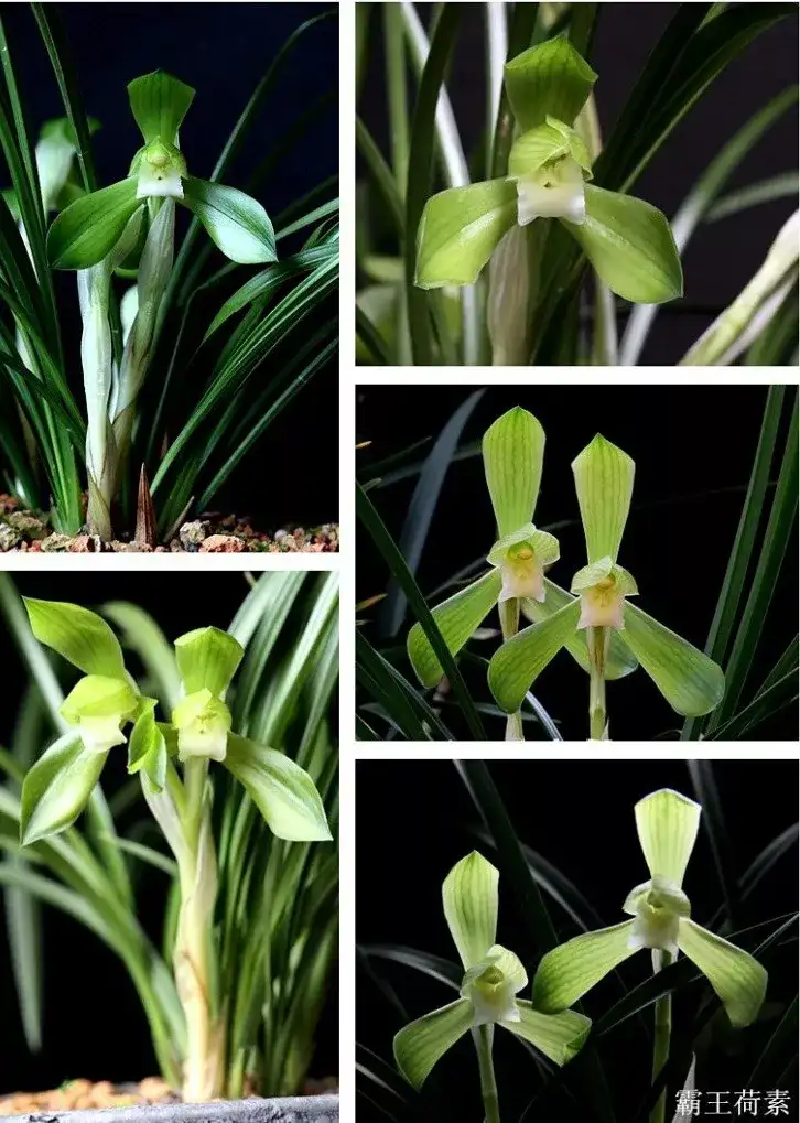 最安価格 山野草 中国春蘭 日本春蘭 素心花 翠苑 11本 花芽3 上木 ラン Labelians Fr