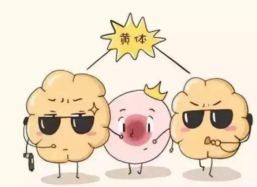 黄体功能不好,影响怀孕怎么办?插图(2) v2-ba9af455b4b972eee7575b26348a8adf_720w.png插图(2)