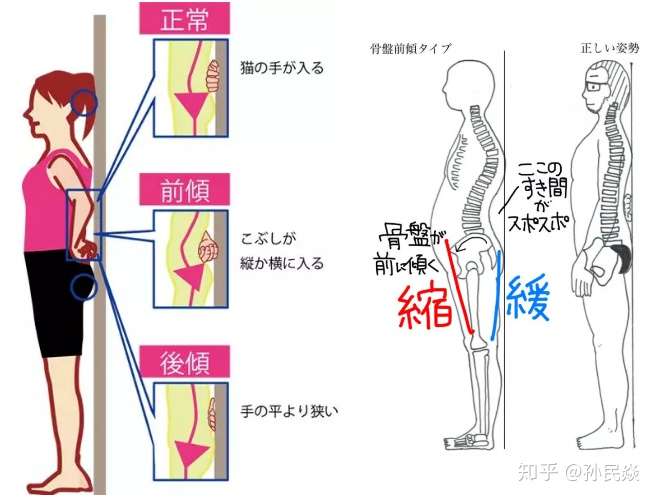 翘臀与身体结构的关系 知乎