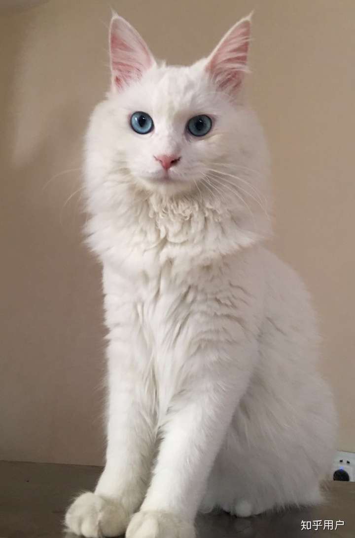 请问我家的这只中华田园猫属于白猫还是橘猫?