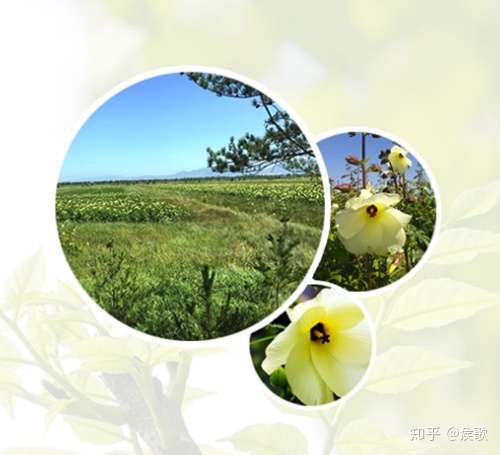 香野金花葵致富之花 知乎