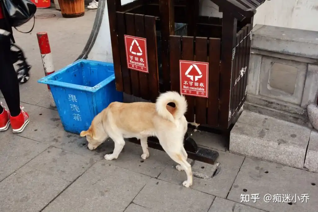 如果这几种狗被遗弃 那它们离 死期 不远了 知乎