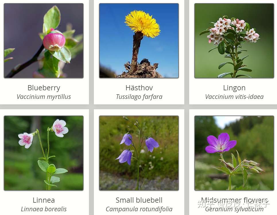 瑞典国花评选 知乎