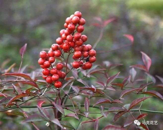 涨知识 绿化带里常见的17种红色果实 你认识几种 上 知乎