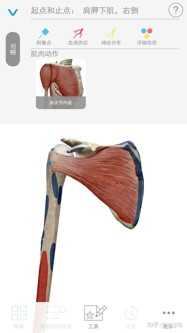 如果你有肩部不适之肌筋膜激痛点自我治疗 肩胛下肌 7 知乎