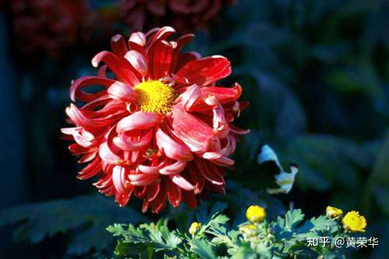 中国传统配色之浅碧深红 知乎