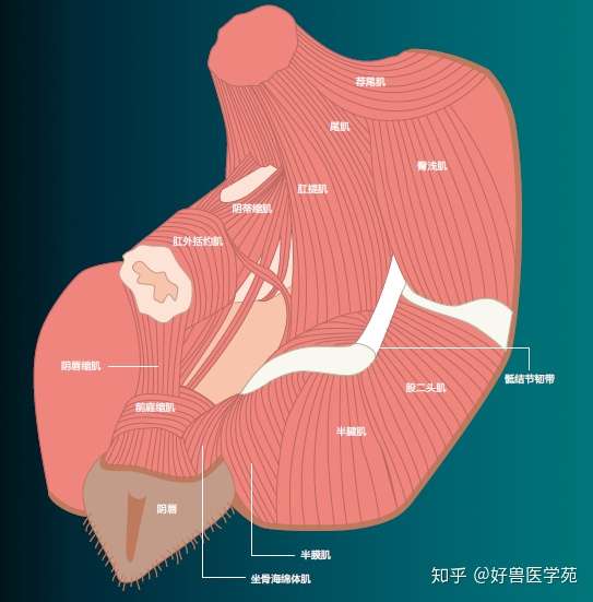 小动物骨盆部解剖图 部分 知乎