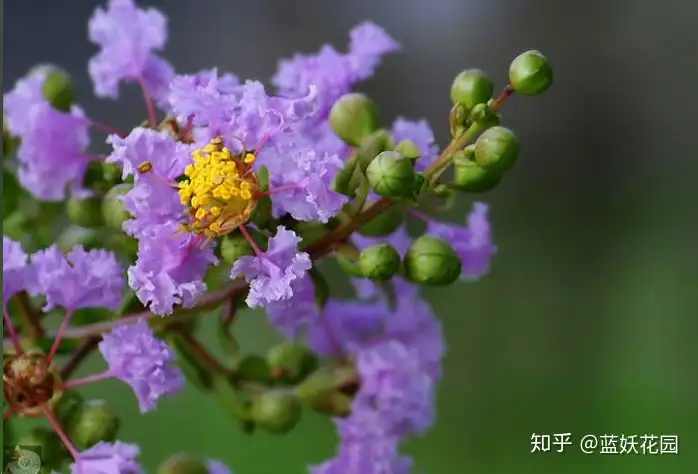 蓝妖 紫薇花开花很小怎么办 找准这4点原因 知乎