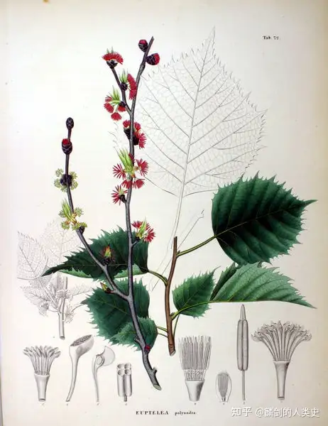 植物界全系列】双子叶植物纲—毛茛目- 知乎