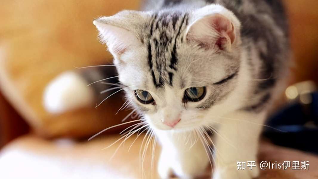 猫咪口臭要小心！不洁牙的危害究竟有多大！ - 知乎