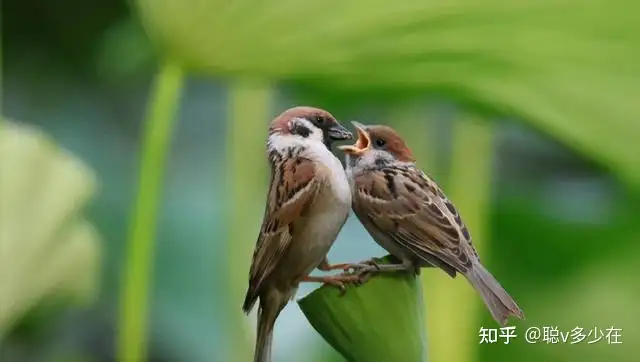 宠物常识之麻雀的养殖详解