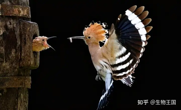 在粪便中长大，颜值极高却臭味熏天的戴胜鸟，还被称做“棺材鸟”（谁的屎最臭）