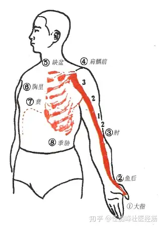 连载《黄帝内经·灵枢·经筋第十三》-手太阴之筋