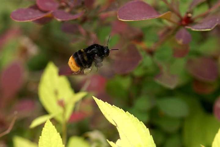 这是什么蜜蜂.好胖啊?