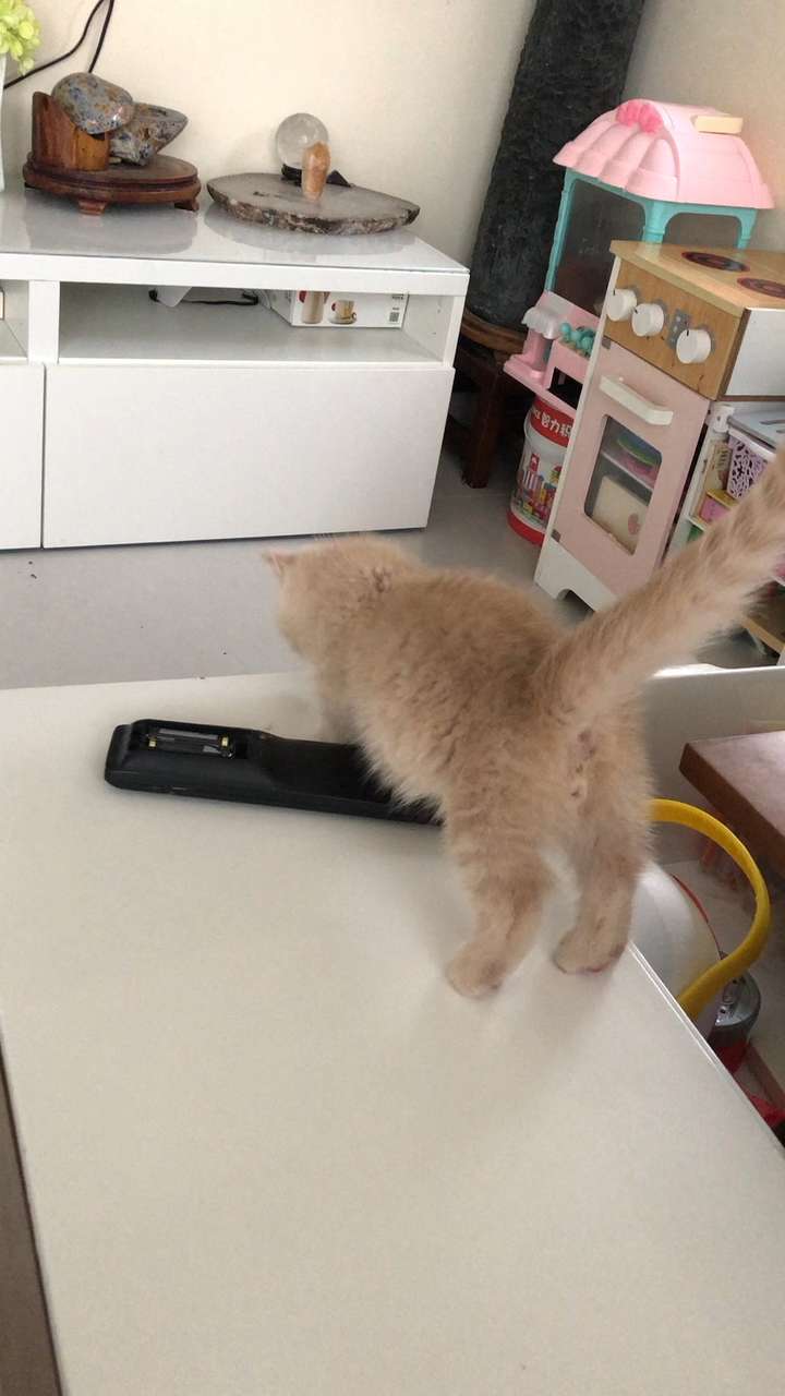 七七是折耳猫吗 v2-bdb8a47824438a09e8ef80a428f63d89_bh.jpg?source=1940ef5c