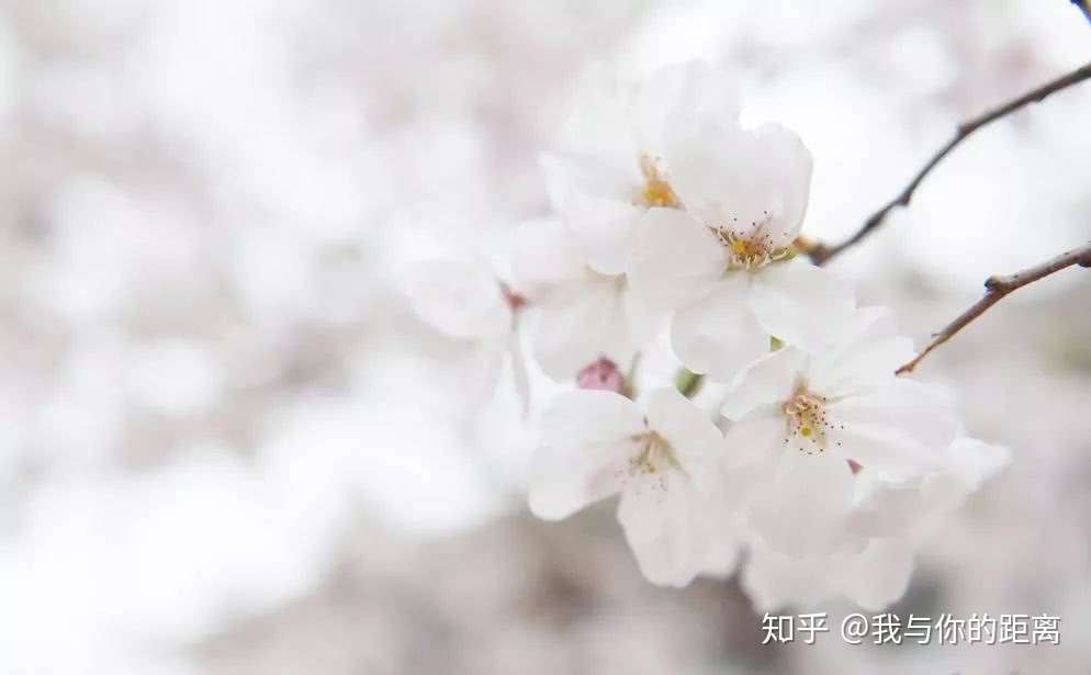 春季一起看雪 看花 看山 看海 知乎