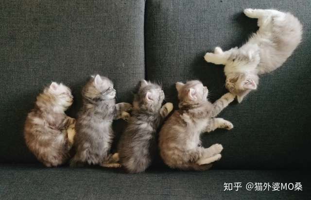 哺乳期母猫和奶猫的护理 超全超长 知乎