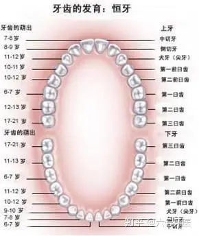 牙齿排列序号数字图片图片
