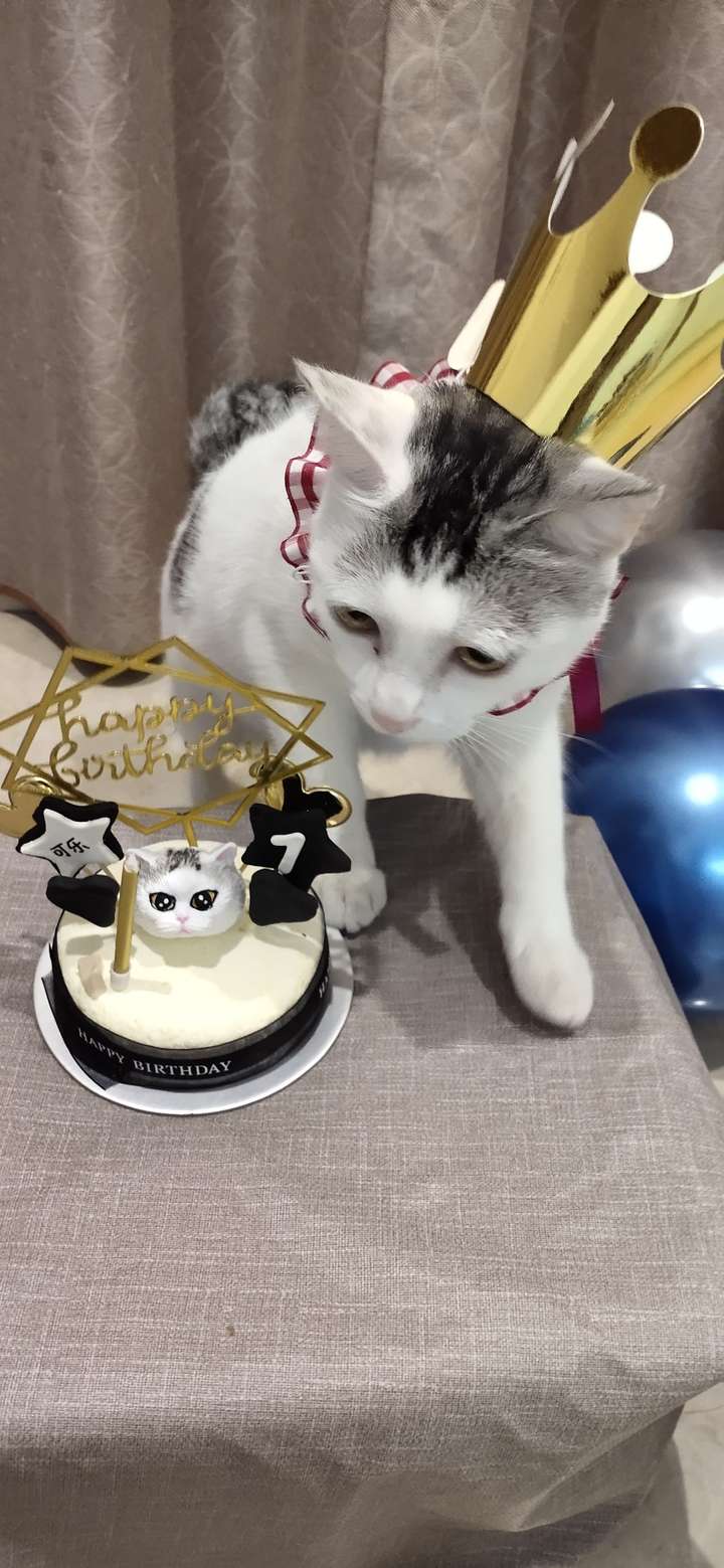 给猫咪过生日是一种什么体验?