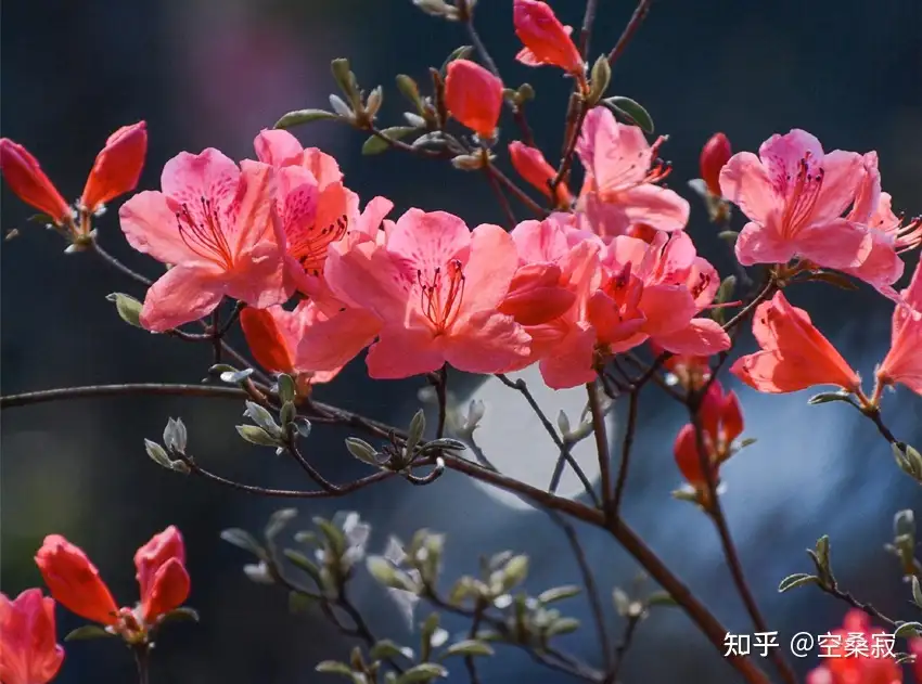 镜花缘相关】百位花神的资料收集- 知乎