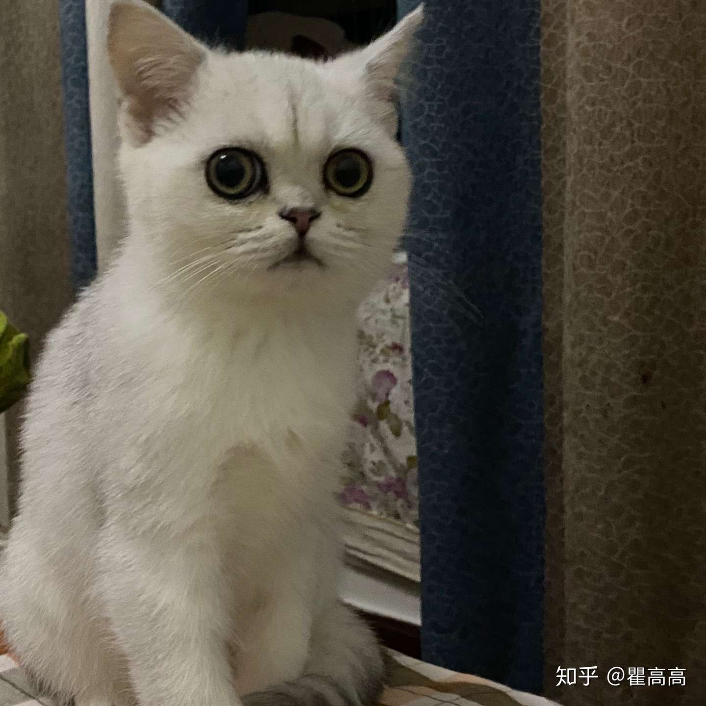 瘦 变瘦 猫咪银渐层越来越瘦 知乎