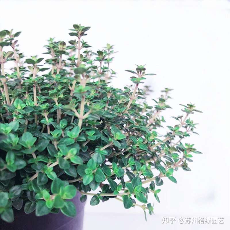 夏天比花露水还有效的6种驱蚊植物 知乎