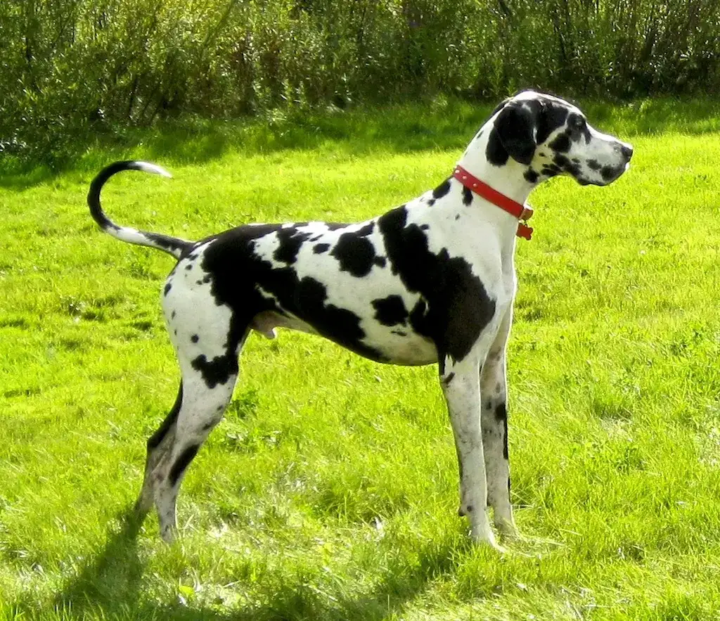 百科 大丹犬 一辆车都装不下的狗 知乎