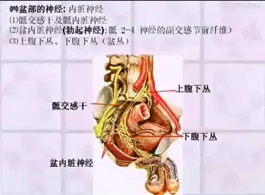 在我最喜歡的解剖課上,老師不止一次地半開玩笑的說,我們人體當中盆腔