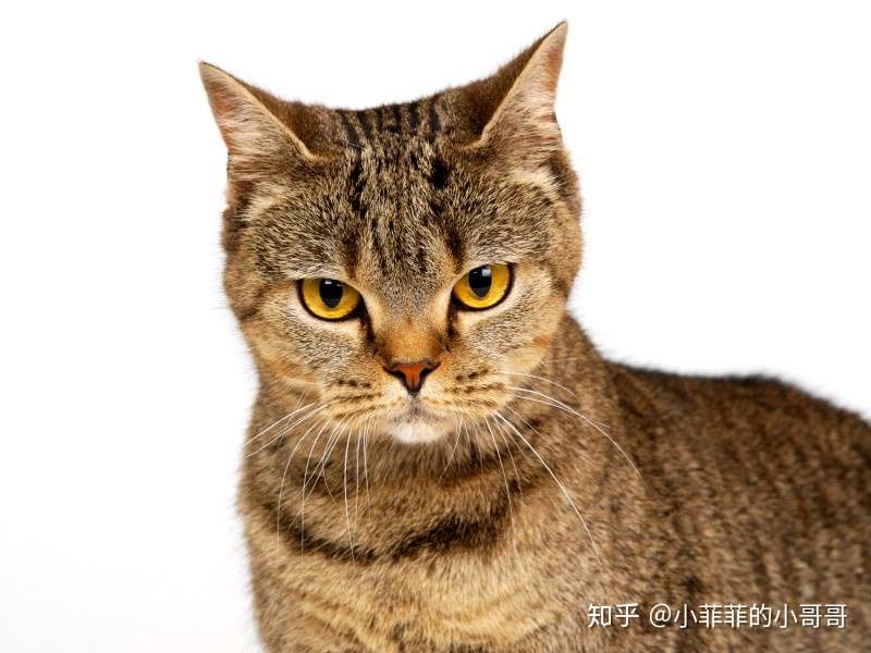 猫鼻支吃阿昔洛韦和阿莫西林 知乎