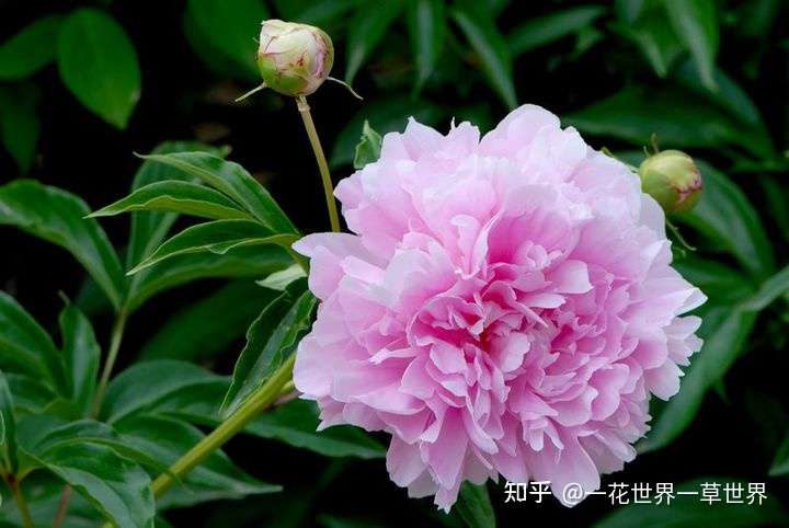 中国芍药平台 知乎