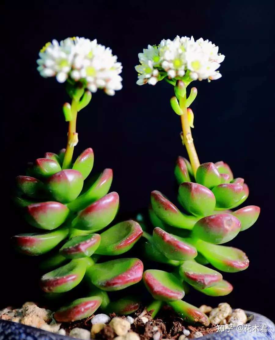 冬季购买多肉的小窍门以及品种推荐 知乎