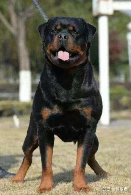 罗威纳犬是一种怎样的狗