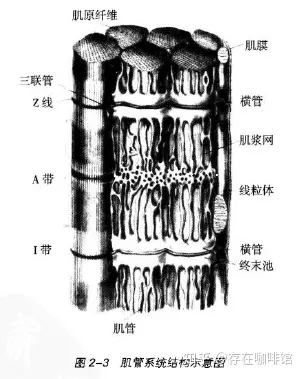 肌管系统结构图片