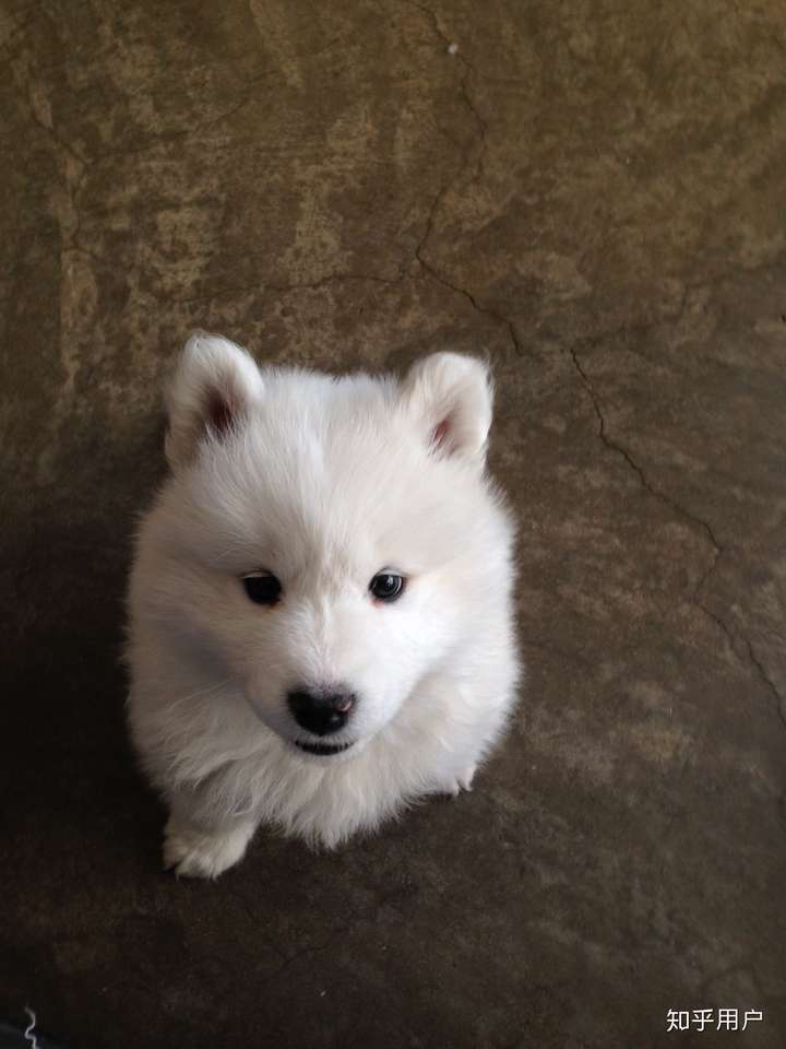 我家萨摩耶两个月了,但耳尖和耳朵后面都有淡黄色的毛,是不是纯种的.