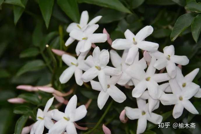 一日一花一诗 素馨花 知乎