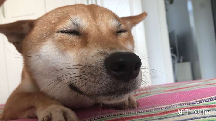 **以外的一切思考能力,被关进笼子里之后,就一直是这个色迷心窍的表情