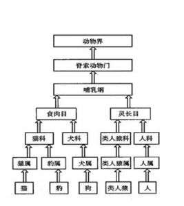 动物分类学 知乎