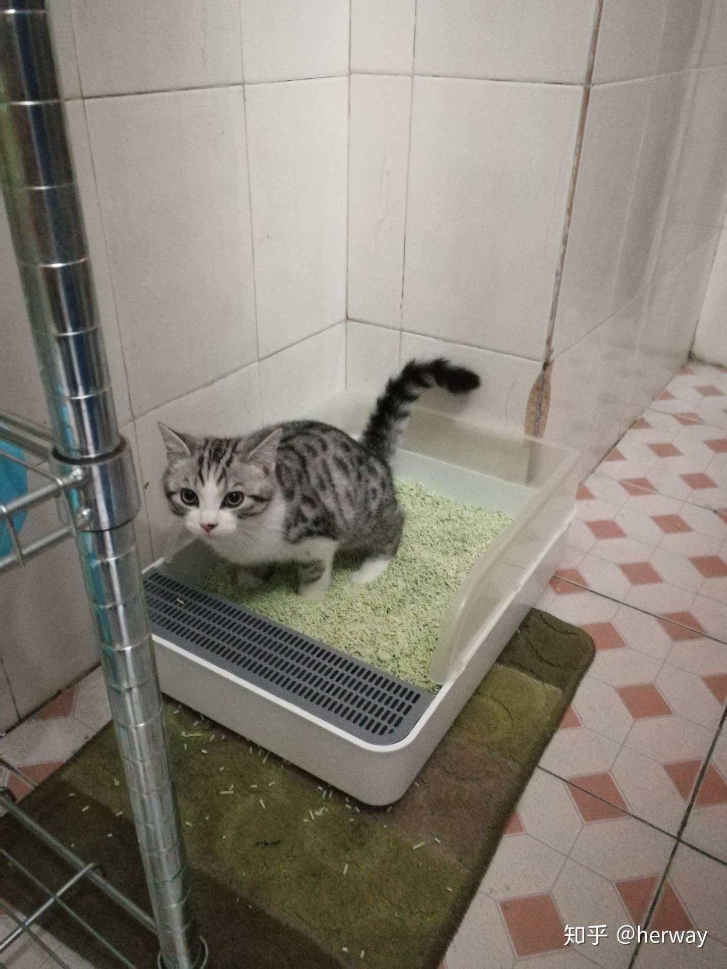 猫为什么总是等我回家才上厕所- 知乎