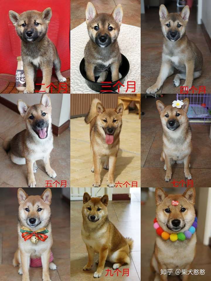 柴犬一般几个月开始猛长?