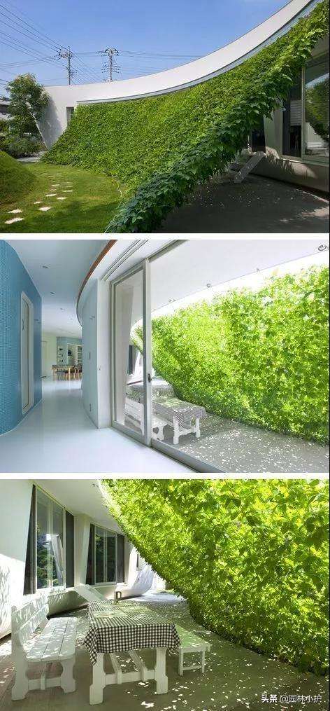 垂直绿化的n种形式 知乎
