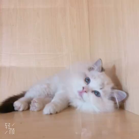 v2-c0fd378928b527e594e42e48f812e0a4_bh.jpg?source=1940ef5c