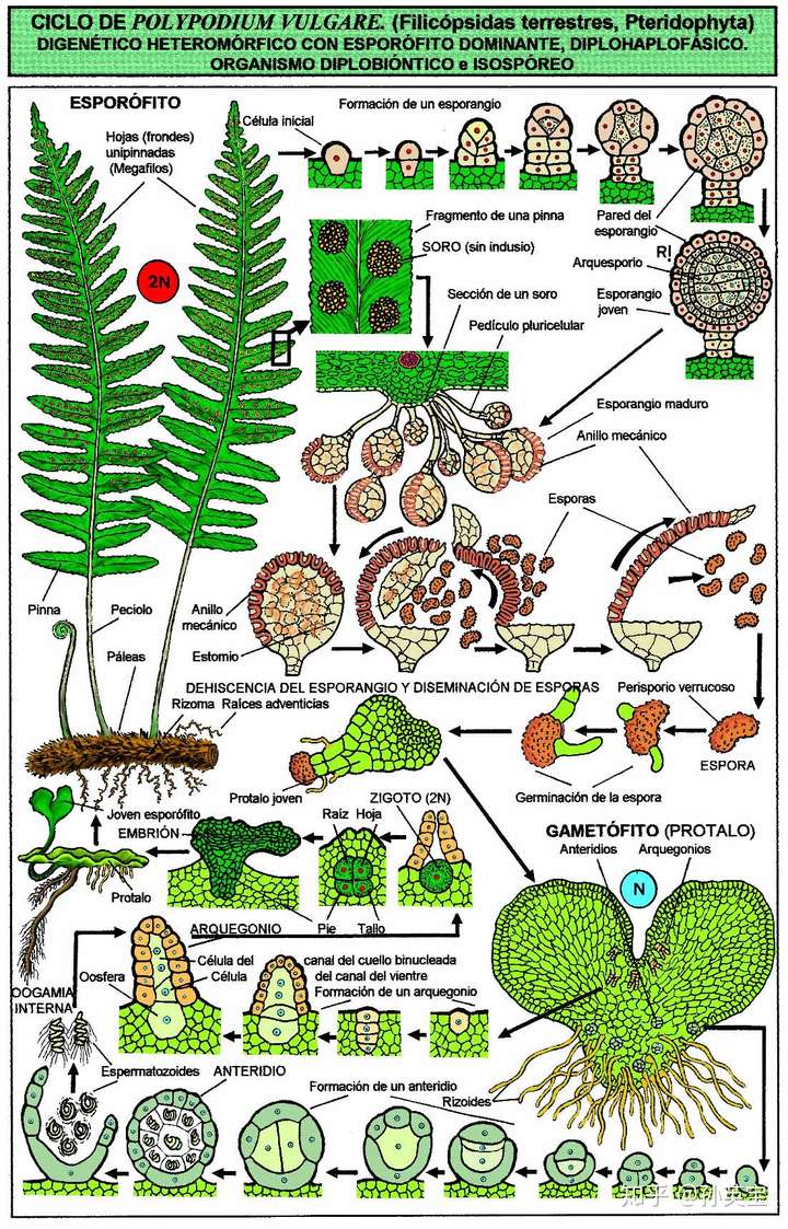 植物,其拥有一个世代交替的生命周期,由双套的孢子体和单套的配子体的