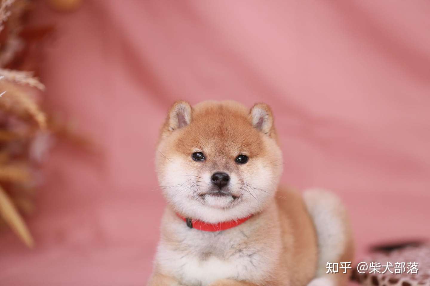 新一线城市的柴犬价格分析 知乎 新一线城市的柴犬价格分析 知乎