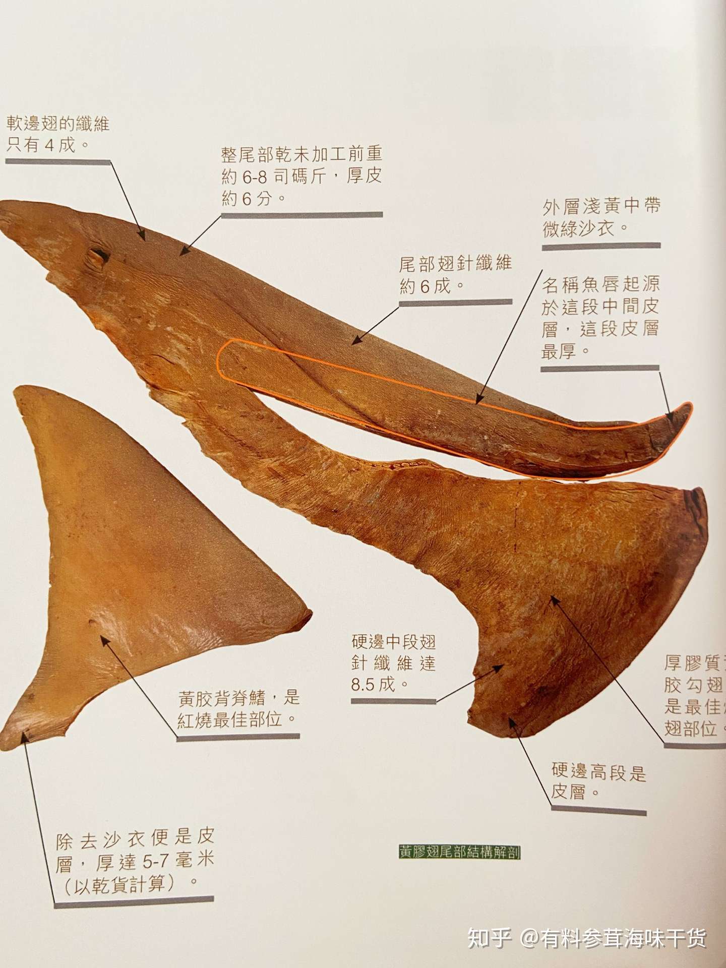 黄胶鱼翅 知乎