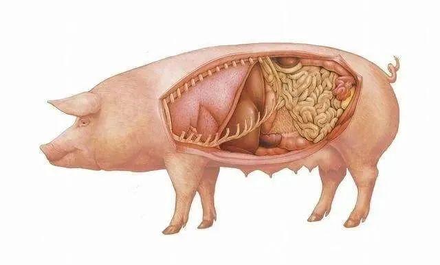 猪胃图片大全 结构图图片