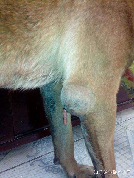 狗狗前腿关节囊肿图片